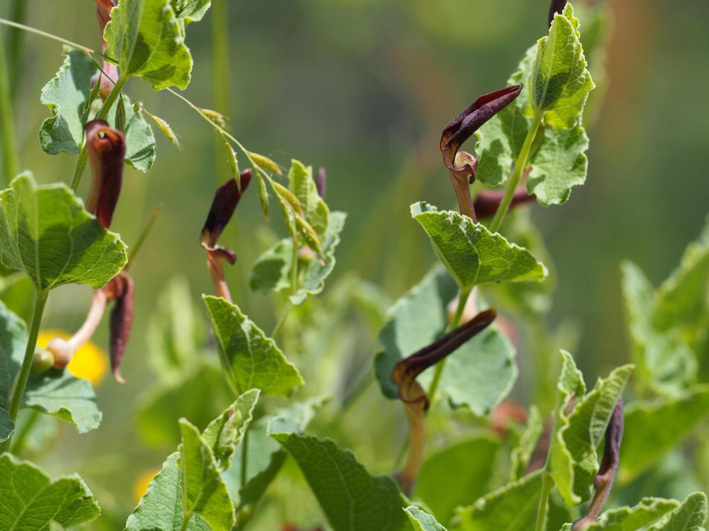 Birthwort. Mediterranean plant